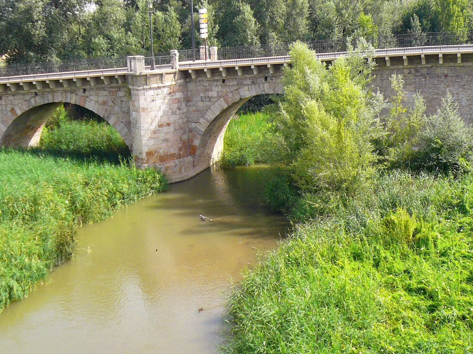 El río Henares, entre cañaverales, pasa bajo los arcos de piedra del puente de Guadalajara