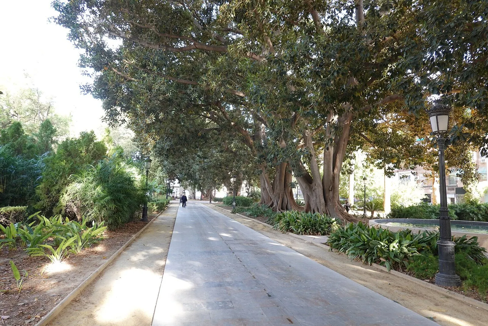 Paseo del jardín de Floridablanca bajo grandes ficus centenarios, con farolas y parterres de plantas
