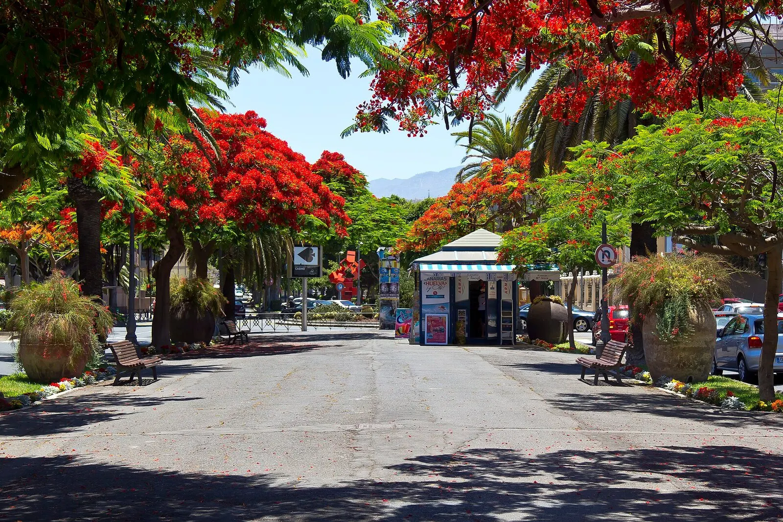 La Rambla de Santa Cruz con flamboyanes en flor roja, bancos y un quiosco en el centro del paseo